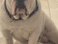 Englische Bulldogge Samy 11 Monate alt - Rödermark