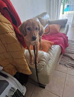 Frida - kleine Kuschelmaus sucht Sofaplatz - Frankfurt (Main) Niederrad