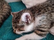 2 Süße katzenbabys suchen für immer Zuhause - Litzendorf