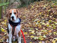 Beagle Rüde schweren Herzens zu verkaufen - Heusweiler