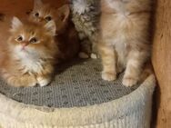Mischlingskatzenbabys Maine Coon x Europäisch Kurzhaar - Odenthal
