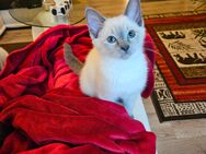 Ragdoll - Siam Edelmix Kitten abholbereit / geimpft & mehrfach entwurmt - Flammersfeld