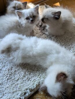 Wunderschöne ,sehr verschmuste Heilige Birma Kitten - Lauchheim