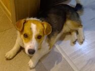 🐾 ☀️Sonnenschein Snoopy ☀️🐾 - Eislingen (Fils)