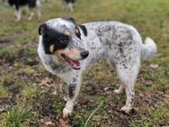 Traumhund Jason sucht Für-immer-Familie - Leonberg (Baden-Württemberg)