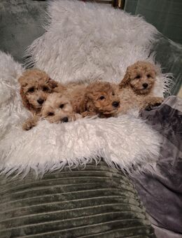 Zauberhafte Cavapoo-Welpen zu verkaufen - Dinslaken
