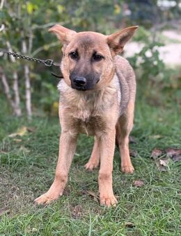 Lita - wunderhübsches Hundemädchen - Köln