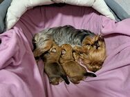 Morkie-Welpen - Stephanskirchen