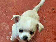 Chihuahua s jungs - Abtsbessingen