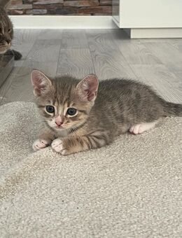 1 kitten noch zu verkaufen sofort - Köln
