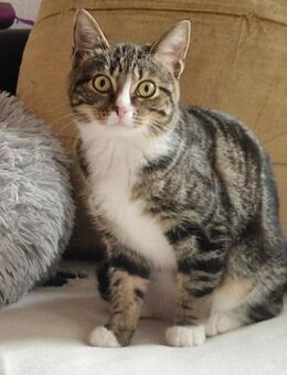 Gloria sucht liebevolle Dosenöffner - Hürth