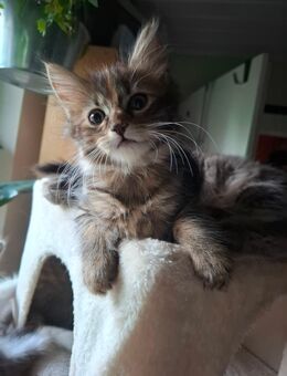 Katzen Maine Coon Mix W - Renchen