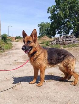 Bessy ist ruhig, sanft, lernwillig - Dortmund