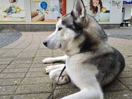 Husky Deckrüde mit Deckerfahrung - Krefeld