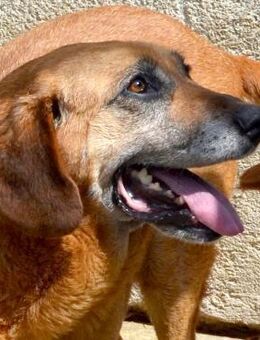 Lupe - Liebenswert, offen, freundlich - Obertshausen