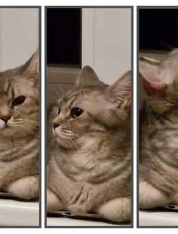 Ti Coco sucht ein liebevolles Zuhause - Hannover Vahrenwald-List