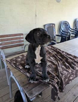 Mischlingswelpen - Kappel-Grafenhausen