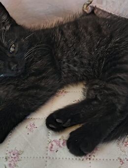 BKH KATZEN IN Smoke Black - Marsberg