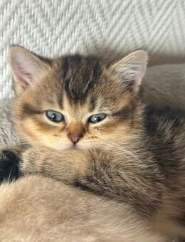 bkh kitten blue lillac golden shell - Gelsenkirchen