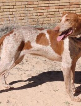 YONNA - unsere Anfängerhündin 🌸 - Neudenau