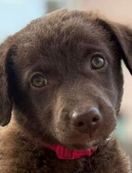 Hübsches Mädchen Roua, sucht Familie - Dittelbrunn