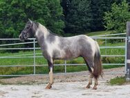 Reitpony Wallach 3 Jahre 146 cm - Tittling