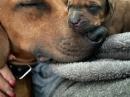 Rhodesian Ridgeback Welpen 4 Wochen alt - Bad Oeynhausen