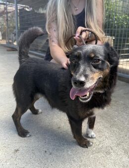 Trixie - schenk ihr einen warmen Winter - Köln