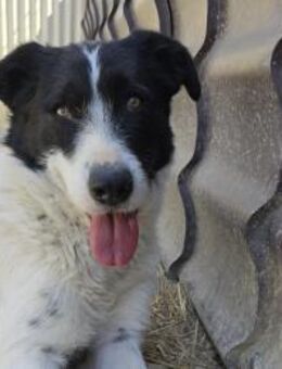 ERIC sucht erfahrende Familie - Kallmünz