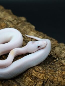 Clown und Pied Combos aus 2025 suchen noch ein Zuhause - Kalkar