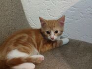 Roter Kater, Kitten Sucht liebevolles Zuhause als Freigänger - Windorf
