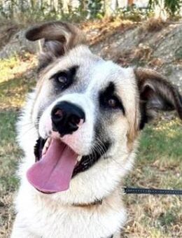 Pedro, geb. ca. 11/2022, Griechenland - Markdorf