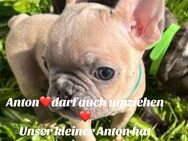 Anton darf umziehen !! - Riedstadt