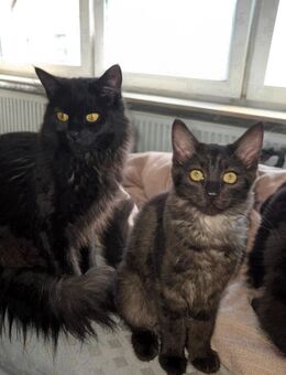 zuckersüße Katzenmädchen sucht ein liebevolles neues Zuhause - Hauenstein