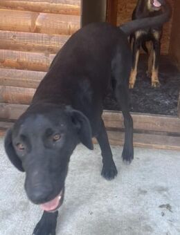 Tierschutz fröhliche Rosie sucht ihr Zuh - Hamburg