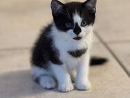 Katzenbabys geb 02.05.2025 - Nürnberg