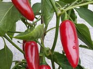 Chili Samen 10 Stück Jalapeno Big Guy Schärfe 4 Capsicum annuum 2024 BIO - Freising