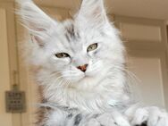 Traum Maine Coon Mädchen Xenia in Silver mit Stammbaum sucht... - Freiensteinau