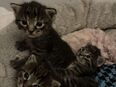 Zuckersüße Perser Mix Kitten in 86156
