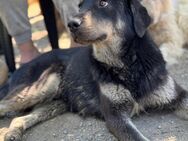 freundl. Pepper sucht Pflege-/Endstelle - Berlin