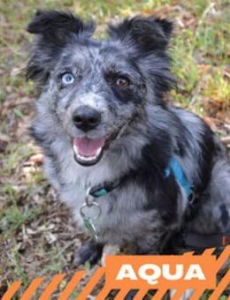 Aqua - zurückhaltend, lieb - Berlin