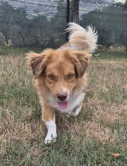 Diego von kettenlos - Bollingstedt