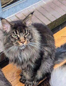Maine Coon Boy und Girl ,1 und 2 Jahre,mit Stammbaum - Oldenburg