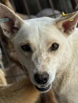 NOEMI-2-jährige, hübsche Hündin, 47 cm - Rösrath