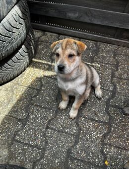 Husky Sharpei Welpen - Bogen