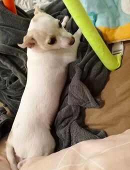 Chihuahua Welpe Rüde - Gumperda