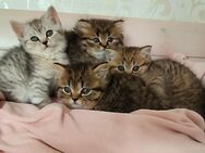 Noch 2 BKH/BLH Kitten/Katzenbabys/Babykatzen suchen ein liebevolles Zuhause! - Gummersbach