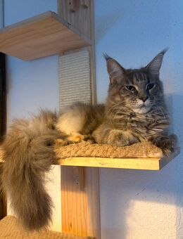 Bezaubernde reinrassige Maine Coon Katze - Wermelskirchen