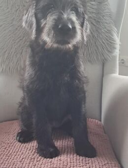 Labradoodle Welpen - Hannoversch Münden