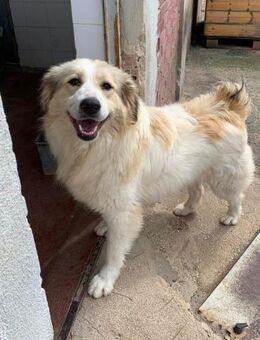 Mona Mix Hündin 4 Jahre alt in GR - Reutlingen